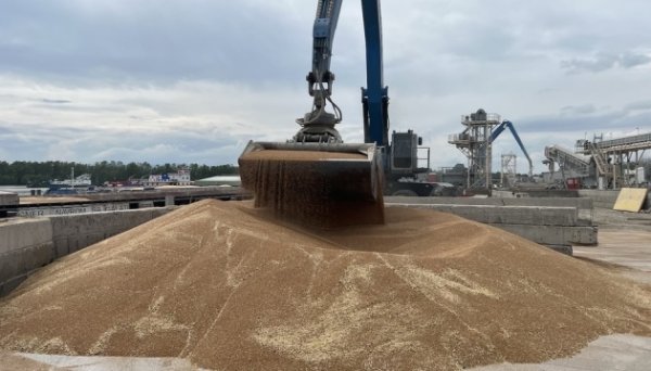 США збільшили прогноз виробництва та експорту української пшениці США збільшили прогноз виробництва та експорту української пшениці