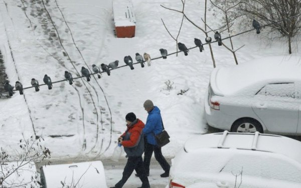 Січень в Києві був теплішим за кліматичну норму
                                