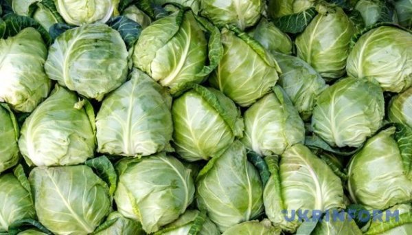 В Україні білокачанна капуста подорожчала за тиждень на 30% - EastFruit В Україні білокачанна капуста подорожчала за тиждень на 30% - EastFruit