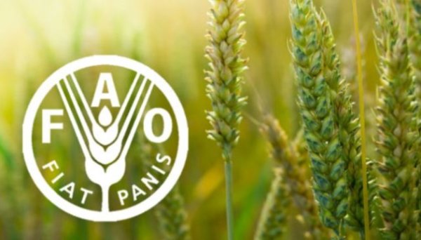 Світові ціни на продовольство торік упали майже на 14%
