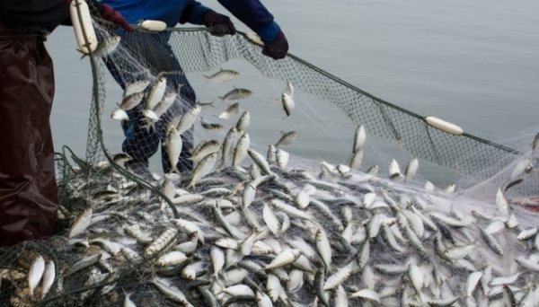 Вилов риби та інших водних біоресурсів в Україні торік збільшився на 13% Вилов риби та інших водних біоресурсів в Україні торік збільшився на 13%