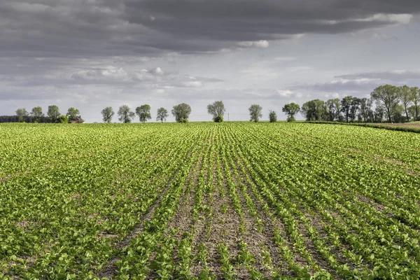 Рынок земли: Бизнес продал более 200 га земли после открытия рынка
Рынок земли: Бизнес продал более 200 га земли после открытия рынка
