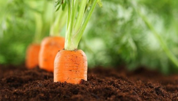 Морква попри подорожчання коштує дешевше, ніж торік - EastFruit Морква попри подорожчання коштує дешевше, ніж торік - EastFruit