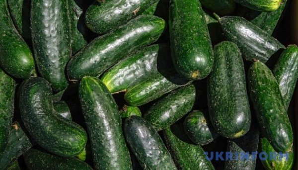 В Україні знизились ціни на тепличні огірки - EastFruit В Україні знизились ціни на тепличні огірки - EastFruit
