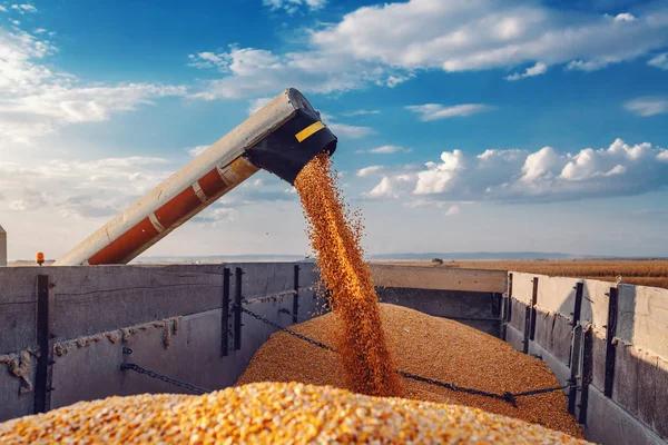 В Украине прогнозируют уменьшение урожая зерновых и масличных в этом году
В Украине прогнозируют уменьшение урожая зерновых и масличных в этом году