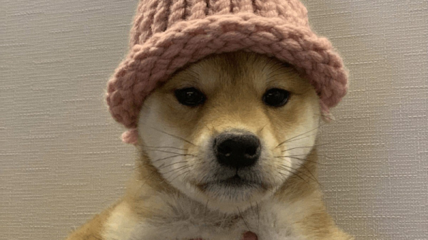 NFT с изображением собаки-символа Dogwifhat продали за $4,3 млн
NFT с изображением собаки-символа Dogwifhat продали за $4,3 млн