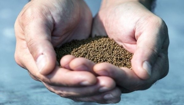 FAO надасть українським аквафермерам 50 тонн кормів для риб FAO надасть українським аквафермерам 50 тонн кормів для риб