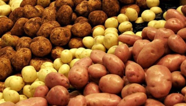 В Україні картопля подешевшала на 13% - EastFruit В Україні картопля подешевшала на 13% - EastFruit