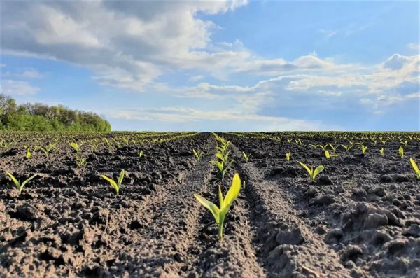 Земельний ринок під час війни: ніхто не скуповує землю за безцінь Земельний ринок під час війни: ніхто не скуповує землю за безцінь