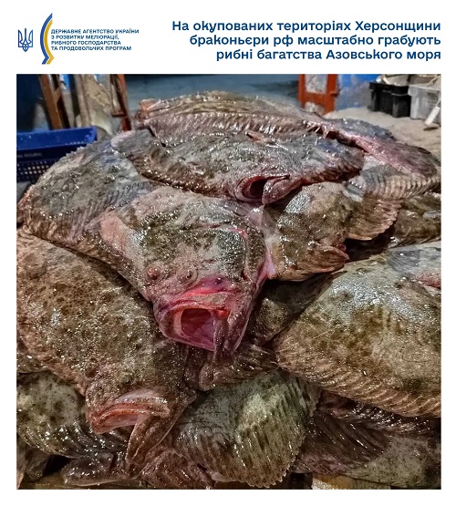 Російські браконьєри масово грабують рибні багатства Азовського моря - збитки сягнули ₴43 мільйонів Російські браконьєри масово грабують рибні багатства Азовського моря - збитки сягнули ₴43 мільйонів
