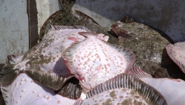 Російські браконьєри масово грабують рибні багатства Азовського моря - збитки сягнули ₴43 мільйонів Російські браконьєри масово грабують рибні багатства Азовського моря - збитки сягнули ₴43 мільйонів