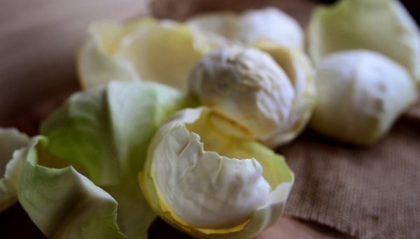В Україні подешевшала торішня капуста - EastFruit В Україні подешевшала торішня капуста - EastFruit