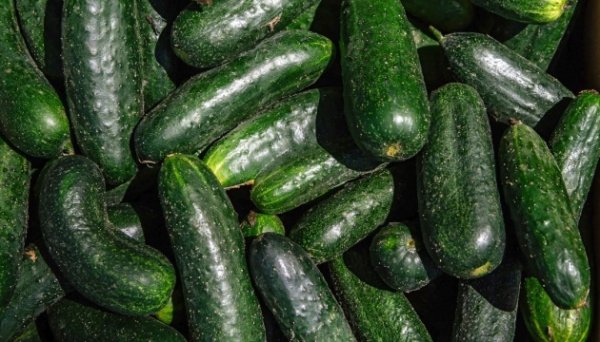 Ціни на огірки зараз нижчі, ніж торік - EastFruit Ціни на огірки зараз нижчі, ніж торік - EastFruit