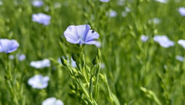 Миколаївські аграрії експортують 70% вирощених нішевих культур Миколаївські аграрії експортують 70% вирощених нішевих культур