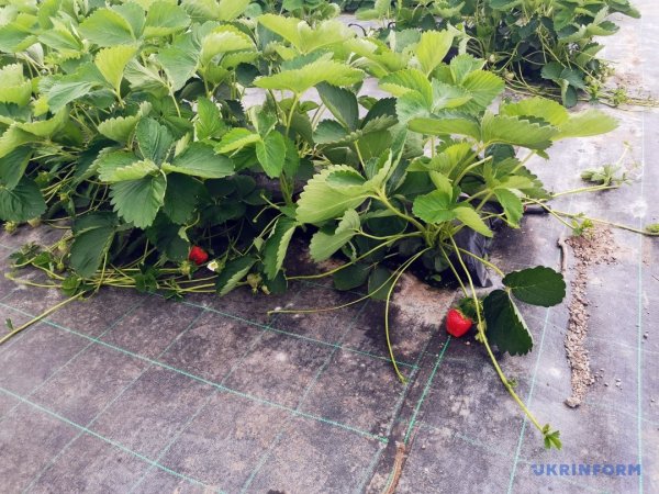 Грушеві сади і теплиці з суницею. Як допомагають державні гранти Грушеві сади і теплиці з суницею. Як допомагають державні гранти