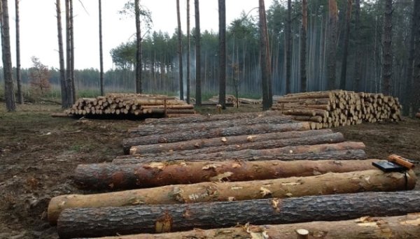 В Україні запровадили обов’язкову фотофіксацію деревини - рішення уряду В Україні запровадили обов’язкову фотофіксацію деревини - рішення уряду