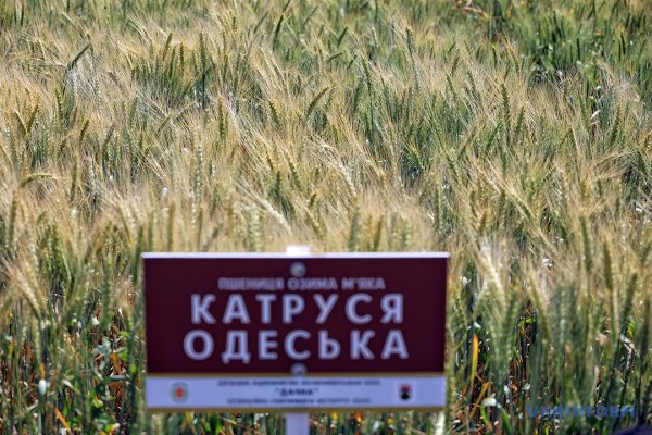 Із пшениці від одеських селекціонерів виходить чудовий хліб Із пшениці від одеських селекціонерів виходить чудовий хліб