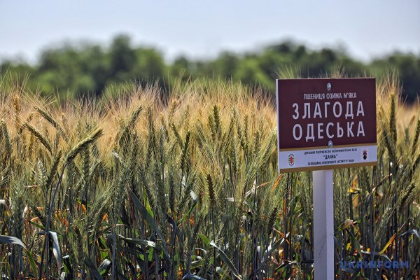 Із пшениці від одеських селекціонерів виходить чудовий хліб Із пшениці від одеських селекціонерів виходить чудовий хліб