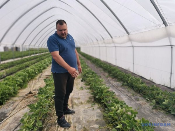 Грушеві сади і теплиці з суницею. Як допомагають державні гранти Грушеві сади і теплиці з суницею. Як допомагають державні гранти