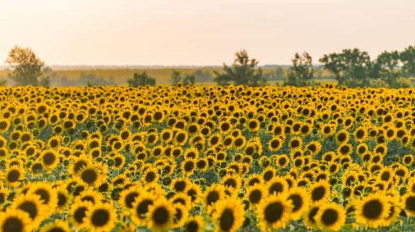 Жара в Украине в понедельник будет достигать 41° Жара в Украине в понедельник будет достигать 41°