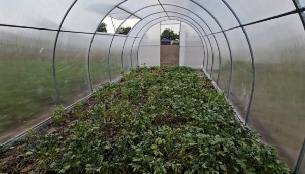 Чорнобаївська громада Херсонщини отримала від партнерів дві сотні теплиць Чорнобаївська громада Херсонщини отримала від партнерів дві сотні теплиць