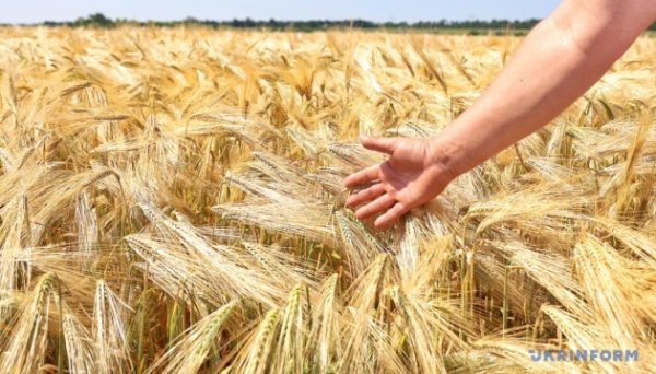 Усупереч спеці та війні Україна вирощує більше, ніж споживає - Висоцький Усупереч спеці та війні Україна вирощує більше, ніж споживає - Висоцький