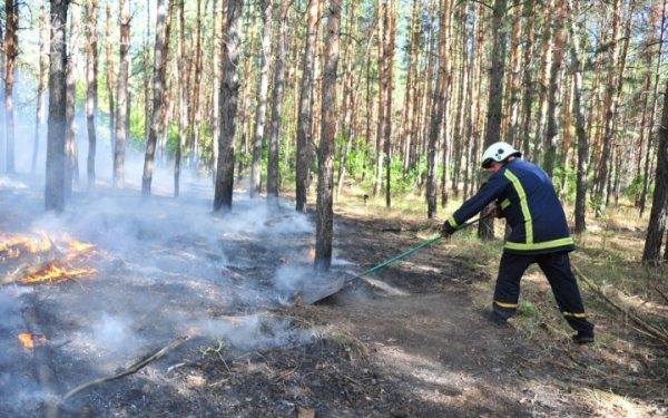 На Харківщині вогнеборці другу добу гасять лісову пожежу у Балаклійському лісництві на площі 43 га
На Харківщині вогнеборці другу добу гасять лісову пожежу у Балаклійському лісництві на площі 43 га