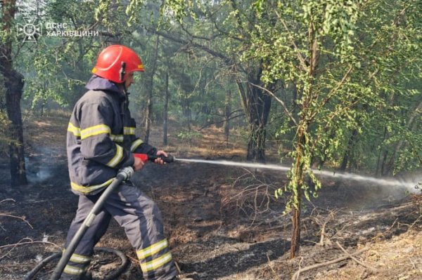 Спасатели 2 суток тушат пожар в лесу под Балаклеей 