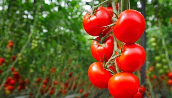 Ціни на українські тепличні помідори зросли на 13% - EastFruit Ціни на українські тепличні помідори зросли на 13% - EastFruit