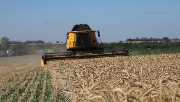 На Донеччині зернові культури зібрані на 85% площ На Донеччині зернові культури зібрані на 85% площ