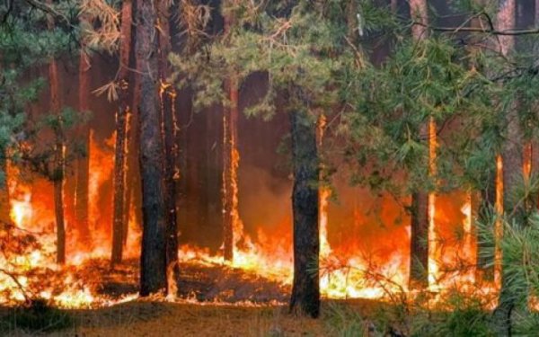На Полтавщині гасять масштабну лісову пожежу
На Полтавщині гасять масштабну лісову пожежу