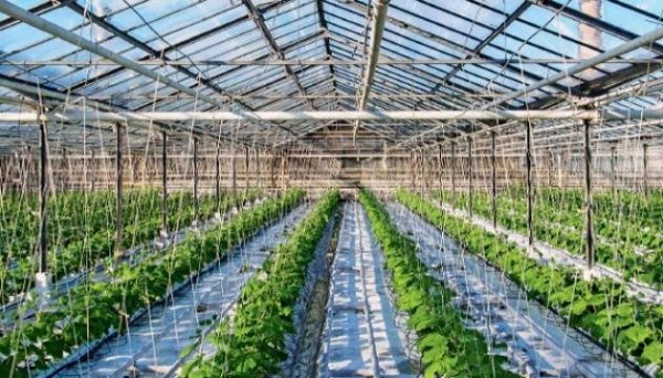 Аграрії цьогоріч отримали майже ₴324 мільйони грантів на розвиток садівництва та теплиць Аграрії цьогоріч отримали майже ₴324 мільйони грантів на розвиток садівництва та теплиць