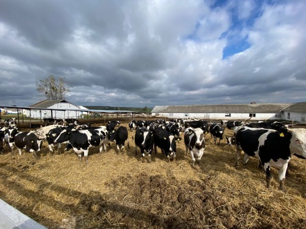 В Україні майже 1,4 тисячі підприємств вирощують велику рогату худобу В Україні майже 1,4 тисячі підприємств вирощують велику рогату худобу