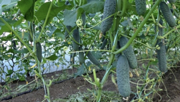 В Україні третій тиждень поспіль дорожчають тепличні огірки - EastFruit В Україні третій тиждень поспіль дорожчають тепличні огірки - EastFruit
