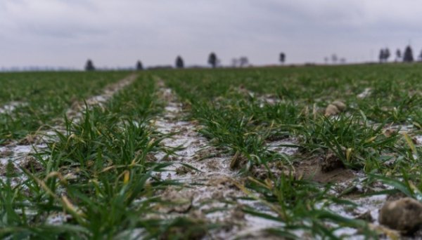 Аграрії вже засіяли понад 6 мільйонів гектарів озимих культур Аграрії вже засіяли понад 6 мільйонів гектарів озимих культур