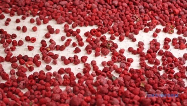 Україна на 36% збільшила експорт замороженої малини Україна на 36% збільшила експорт замороженої малини