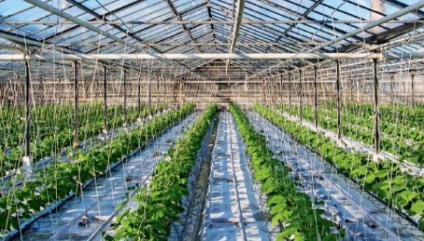 Аграрії на розвиток садів і теплиць отримали цьогоріч ₴441,5 мільйона грантової підтримки Аграрії на розвиток садів і теплиць отримали цьогоріч ₴441,5 мільйона грантової підтримки