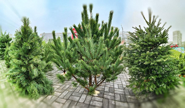 Кілька тисяч за дерево: скільки коштує жива новорічна ялинка в Києві Кілька тисяч за дерево: скільки коштує жива новорічна ялинка в Києві