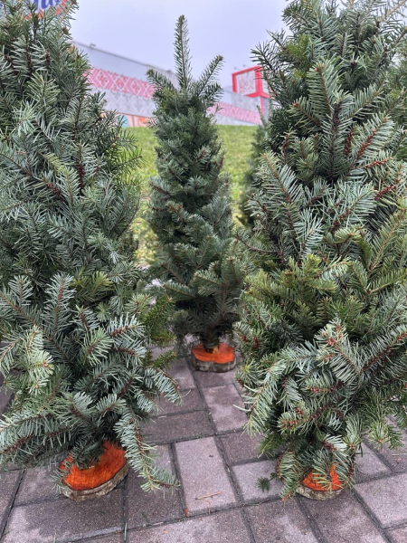Кілька тисяч за дерево: скільки коштує жива новорічна ялинка в Києві Кілька тисяч за дерево: скільки коштує жива новорічна ялинка в Києві