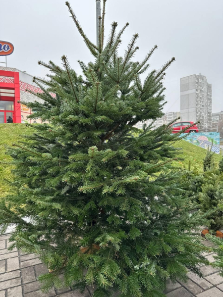 Кілька тисяч за дерево: скільки коштує жива новорічна ялинка в Києві Кілька тисяч за дерево: скільки коштує жива новорічна ялинка в Києві