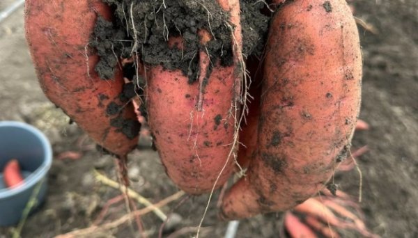 На Одещині зібрали перший промисловий врожай батату На Одещині зібрали перший промисловий врожай батату