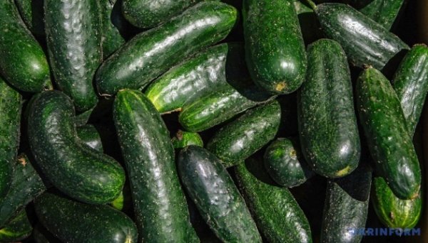 Ціни на тепличні огірки знизилася на 11% - EastFruit Ціни на тепличні огірки знизилася на 11% - EastFruit
