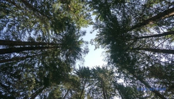 Німеччина виділила $400 тисяч на розвиток лісової галузі України Німеччина виділила $400 тисяч на розвиток лісової галузі України