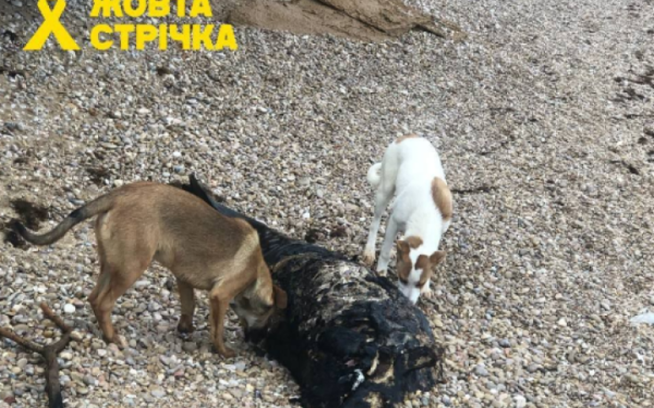 Через розлив мазуту в тимчасово окупованому Криму виникла санітарна загроза
Через розлив мазуту в тимчасово окупованому Криму виникла санітарна загроза