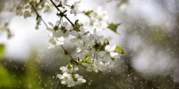 На вихідних в Україні очікуються погодні контрасти Погода на вихідні: грози, похолодання і майже +30