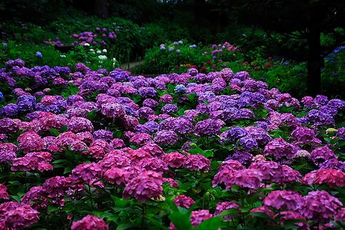 Temporada das hortênsias no Japão: quando, onde e como apreciar