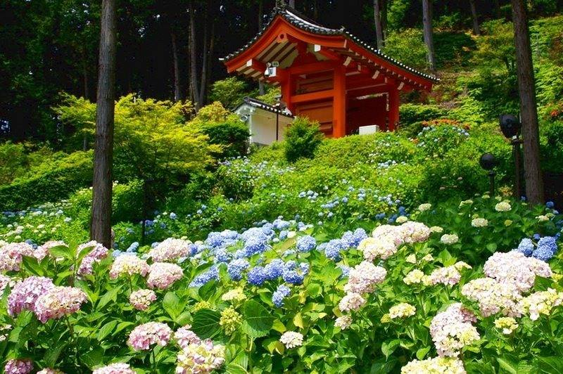 Temporada das hortênsias no Japão: quando, onde e como apreciar