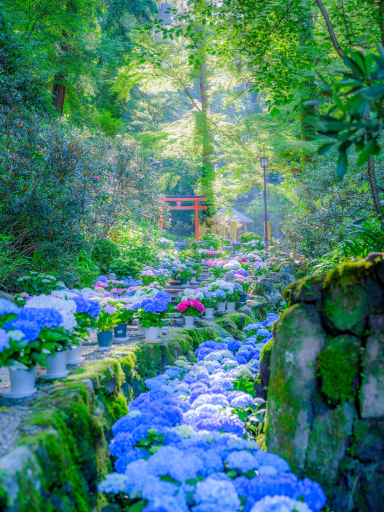 Temporada das hortênsias no Japão: quando, onde e como apreciar
