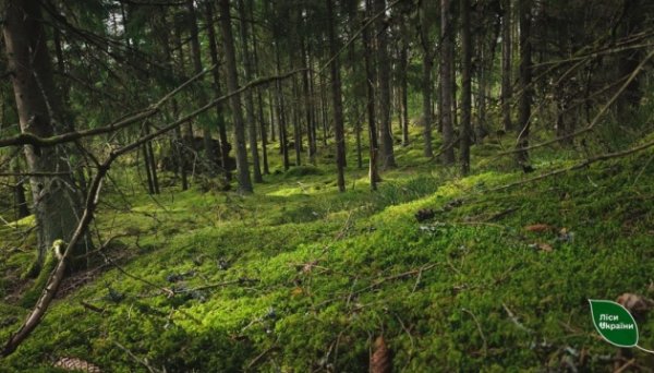 З початку року площа лісового фонду України збільшилася на 9,5 тисячі га