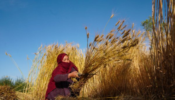 Індекс цін на олію сягнув максимуму з липня 2022 року – FAO